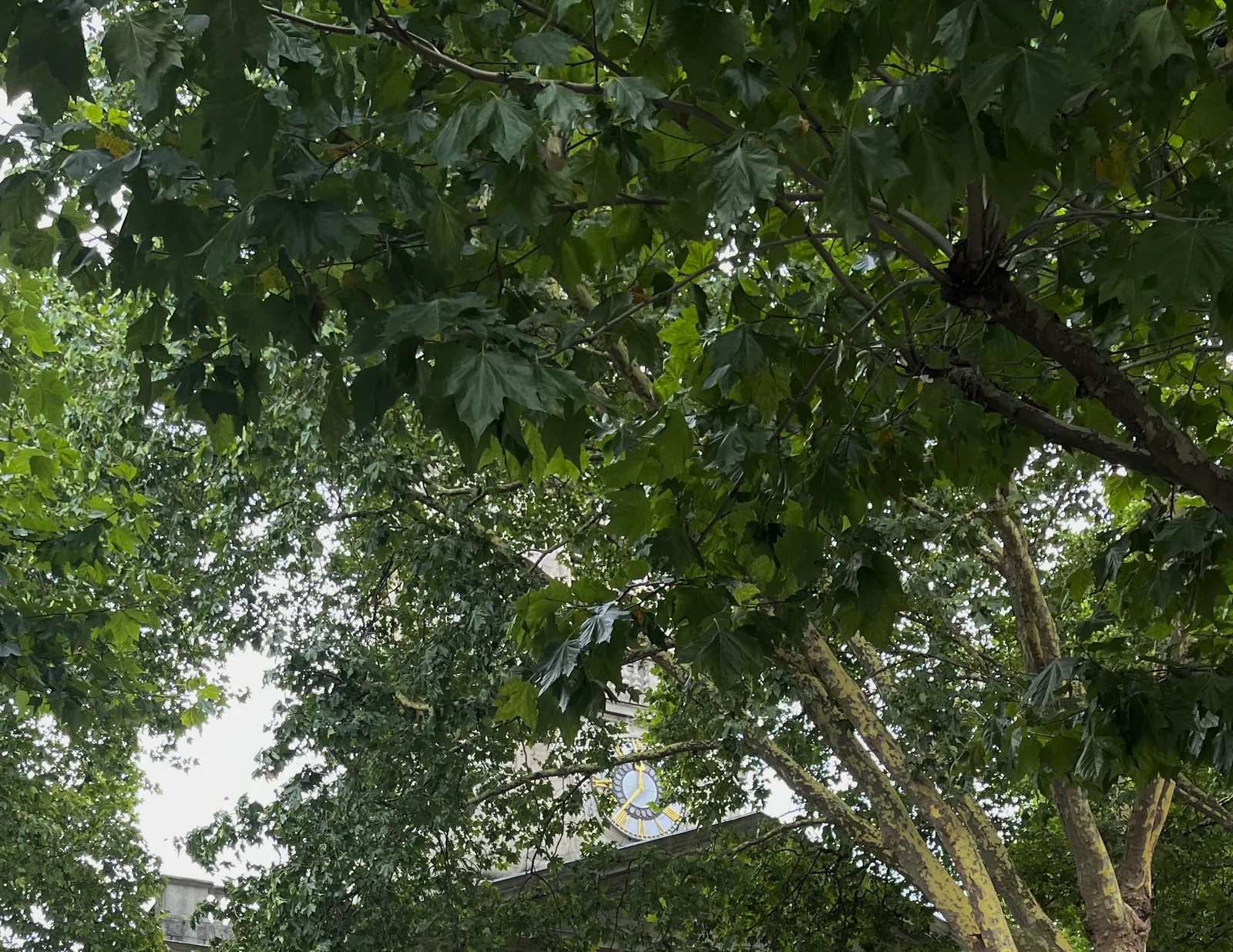 There seem to be only leaves of a large tree in this image. But between the leaves a clock can be seen which points at 37 minutes past twelve.