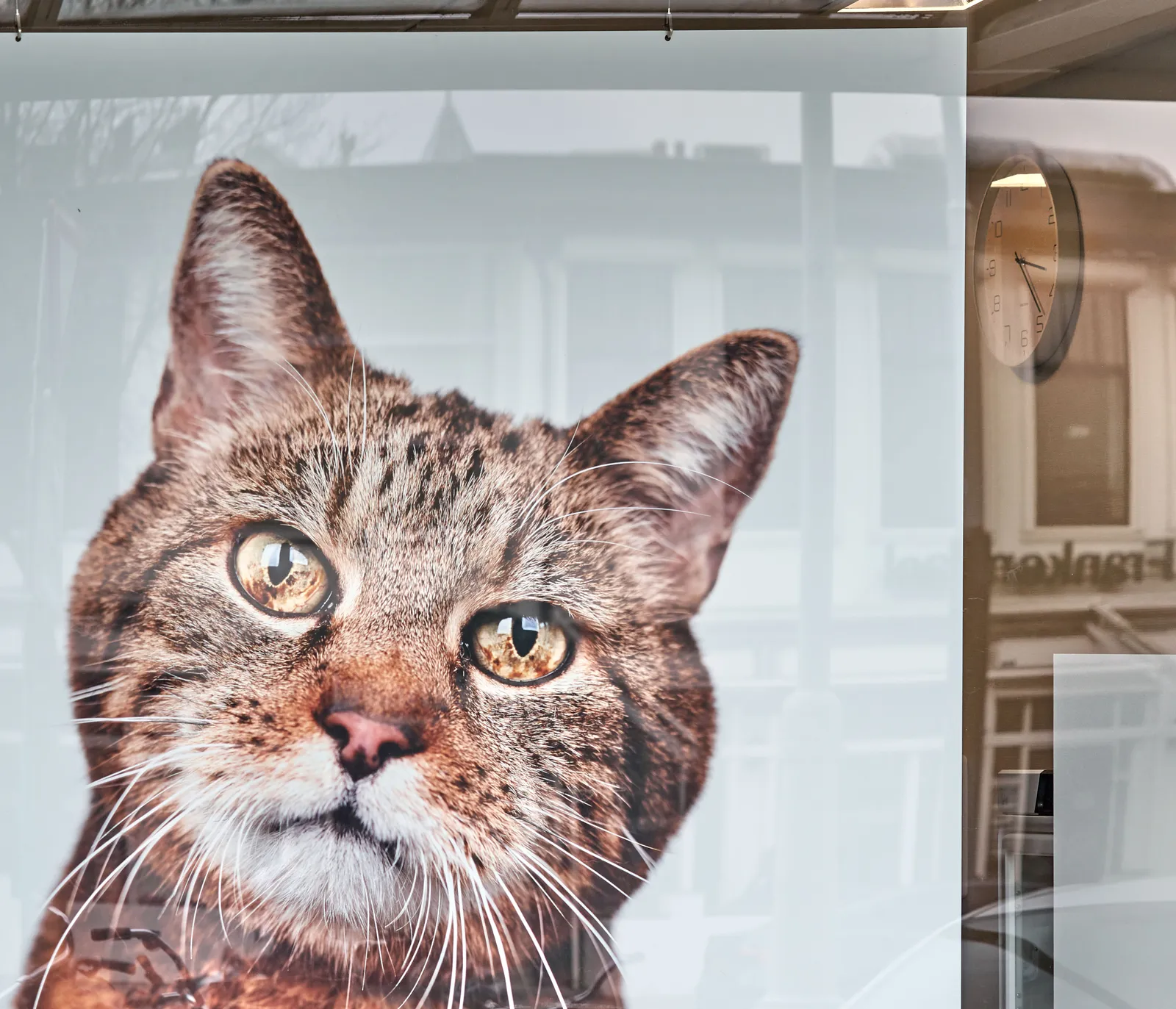 In a shop window there’s an enormous portrait of a cat. If you look closely, behind the portrait there’s a clock which points at 24 past 3.