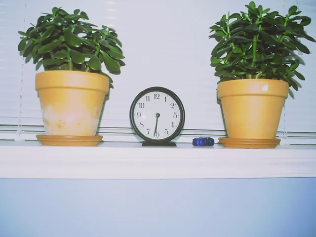 A clock placed between two pots with plants in them points at thirty two past six.