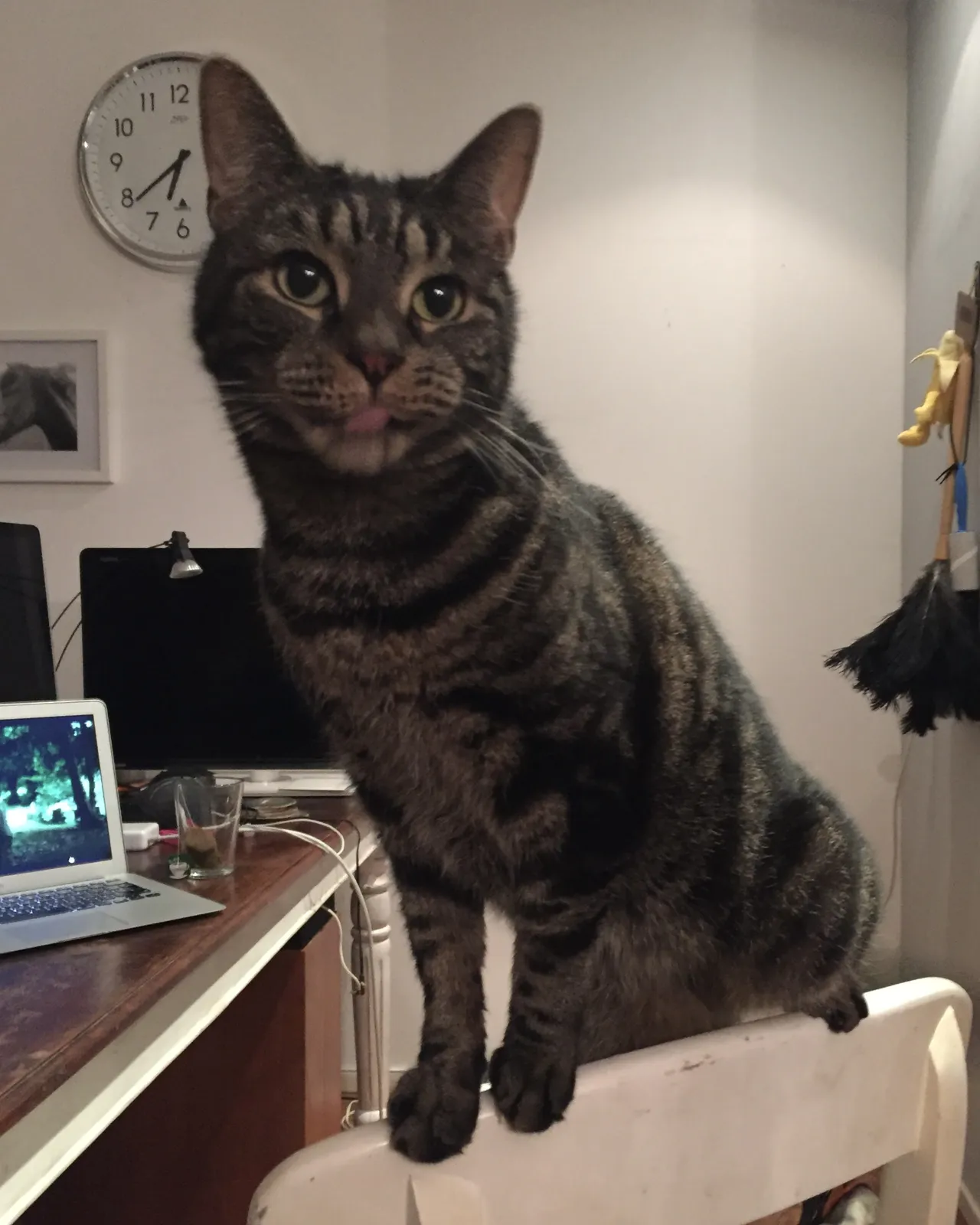 A cat sticking out its tongue. Behind there’s a clock which points at 39 past six.