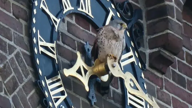 A large bird of prey sits on the hands of a very large church clock. The clock seems to point at approximately 16 past 8. Picture is taken by Frank van Ree.