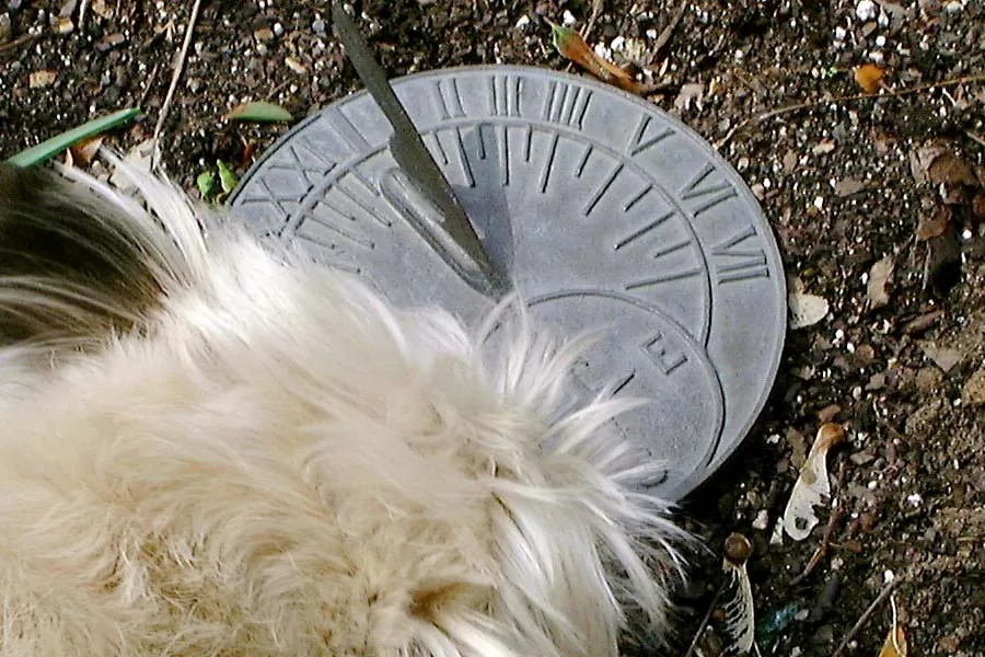 There’s a fluffy dog sniffing a sundial. According to this sundial it is 14:46. 