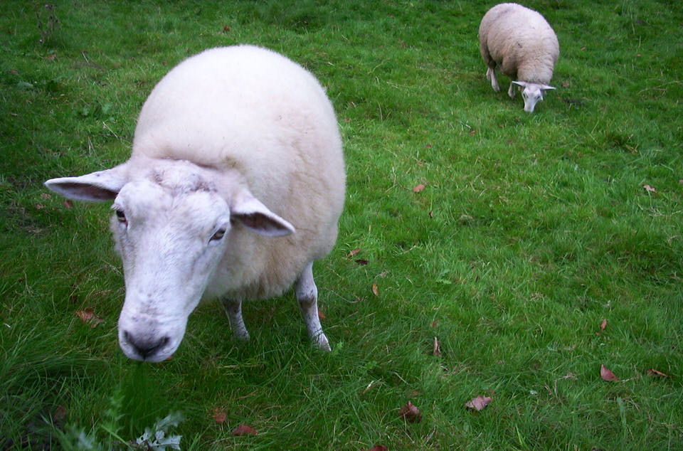 schaap 01, de grote versie