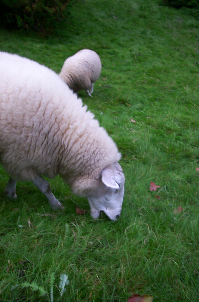 schaap eet gras, de grote versie