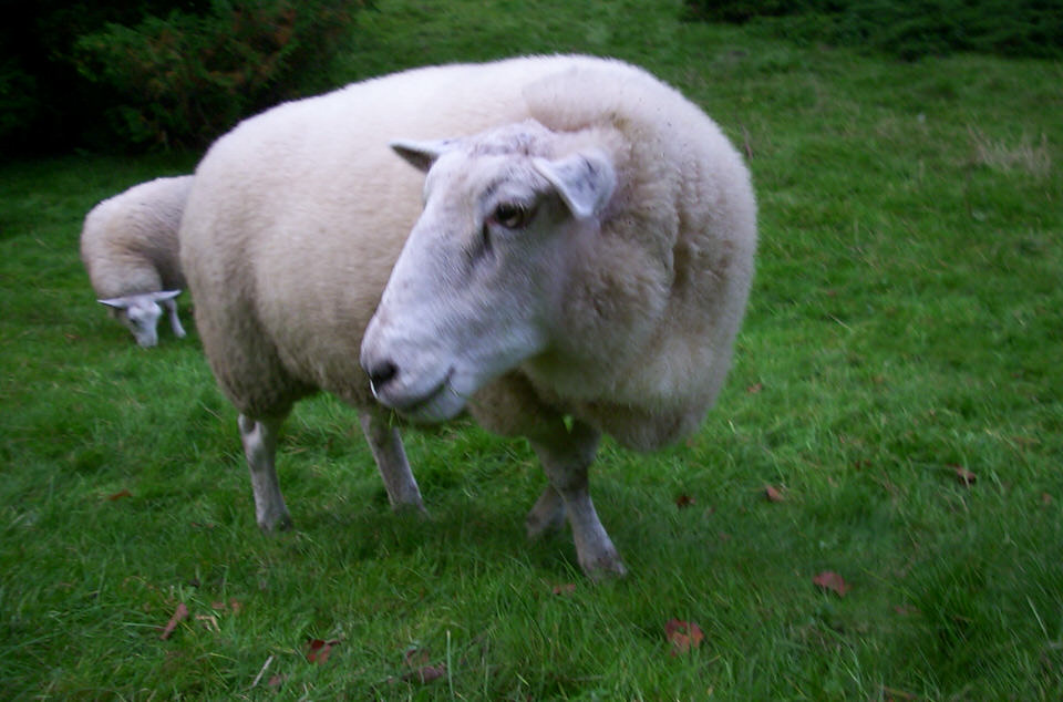 schaap, de grote versie