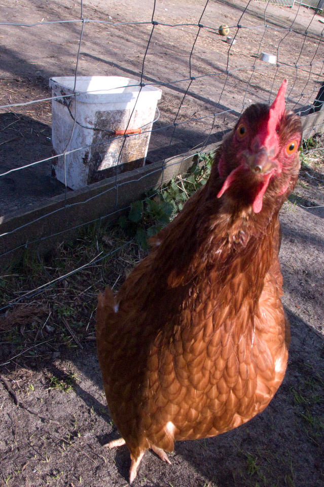 kip, de grote versie