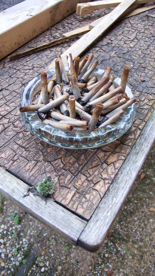 stekelvarken in de tuin, de grote versie