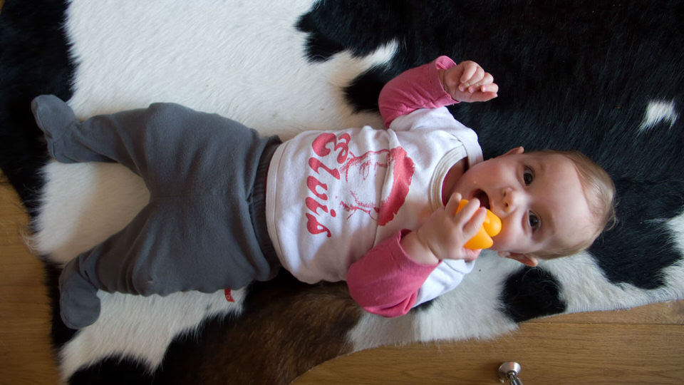 kiki op een koeienhuid, de grote versie