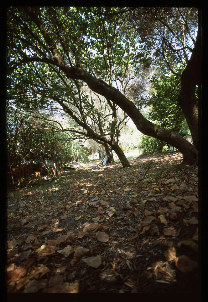 bomen, de grote versie