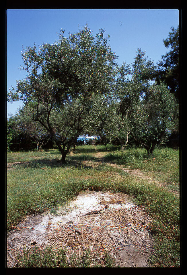 olijfbomen, de grote versie