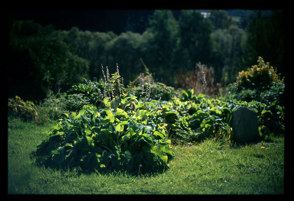 planten, de grote versie