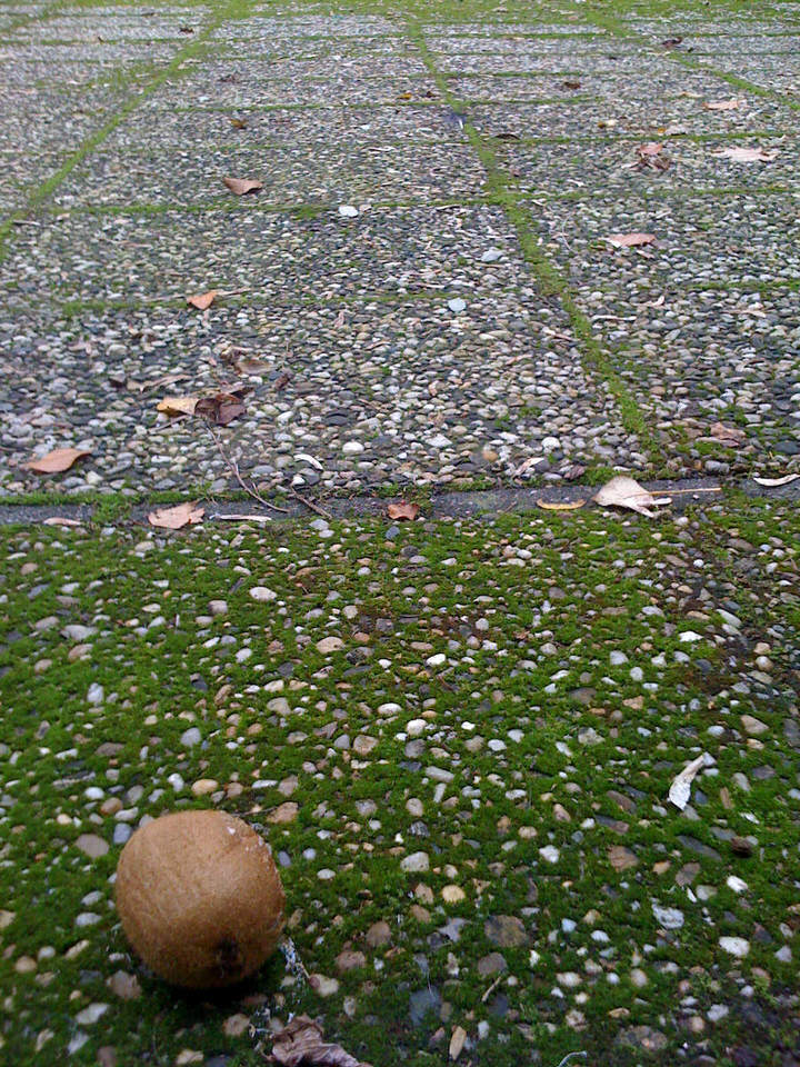 kiwi in de tuin, de grote versie
