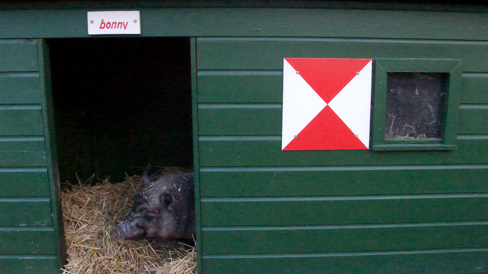 varkentje bonny 03, de grote versie