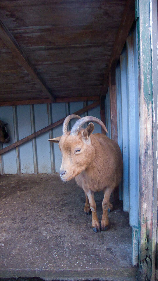 bok, de grote versie