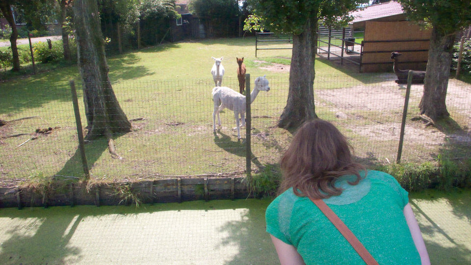 my first alpaca 02, de grote versie