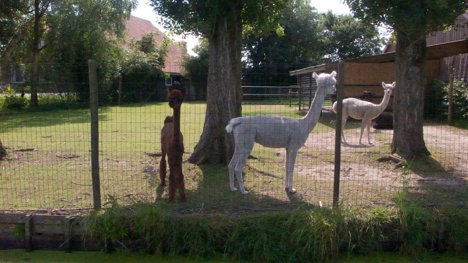 my first alpaca 03, de grote versie