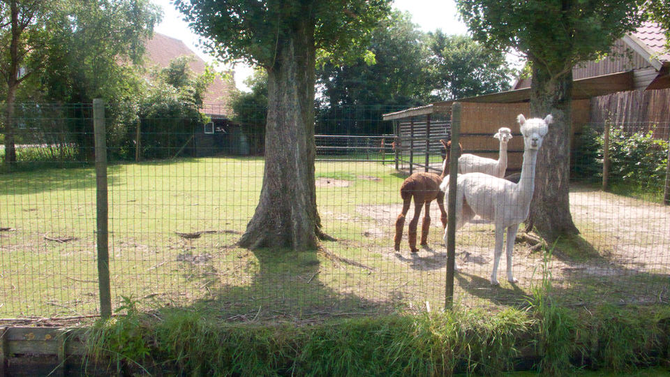 my first alpaca 04, de grote versie
