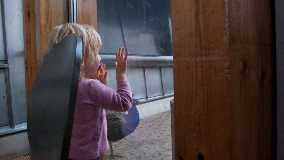 in artis 01, de grote versie