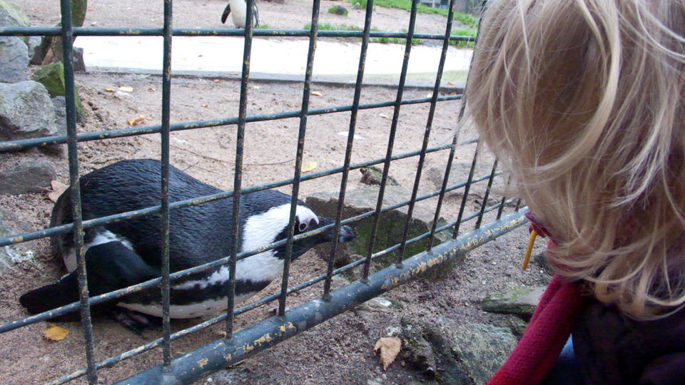 in artis 02, de grote versie