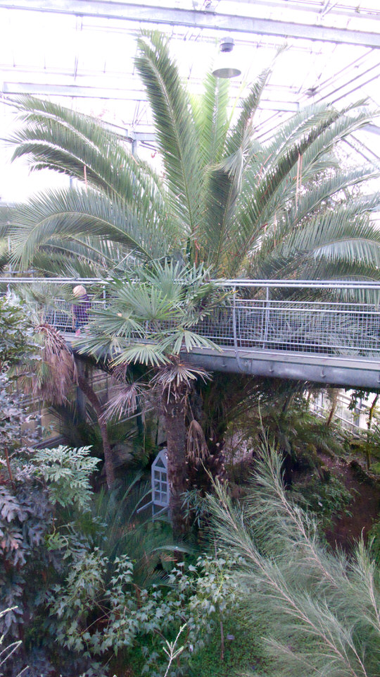 kiki in de hortus 07, de grote versie