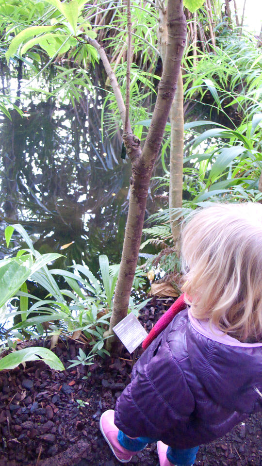 kiki in de hortus 09, de grote versie