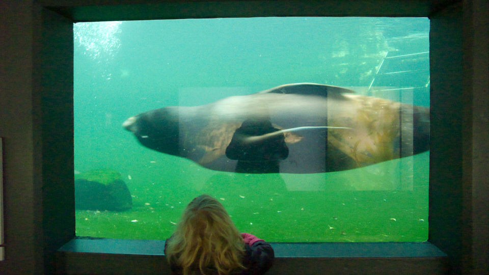 zeehondjes 01, de grote versie