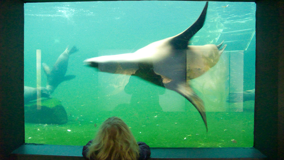 zeehondjes 02, de grote versie
