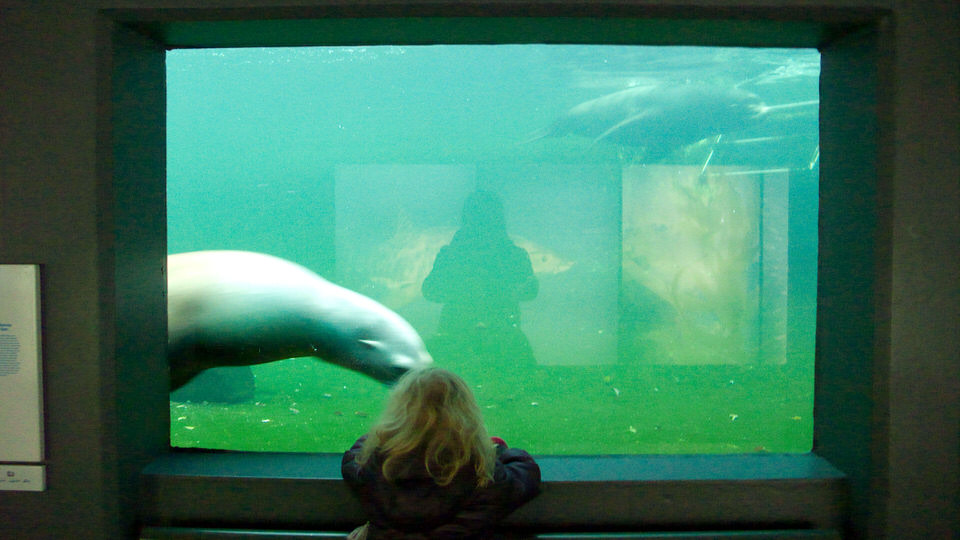 zeehondjes 03, de grote versie