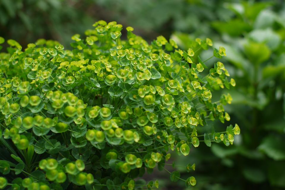 plant, de grote versie