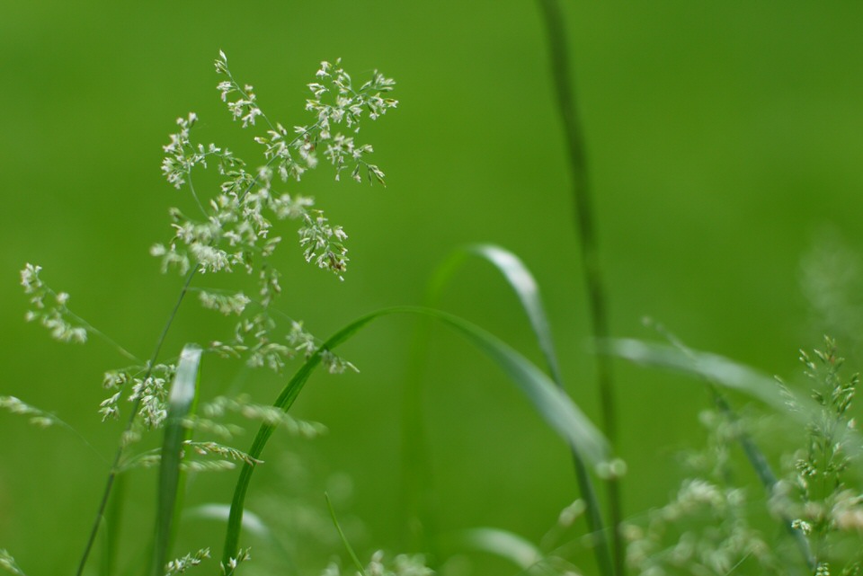 heelgroen, de grote versie