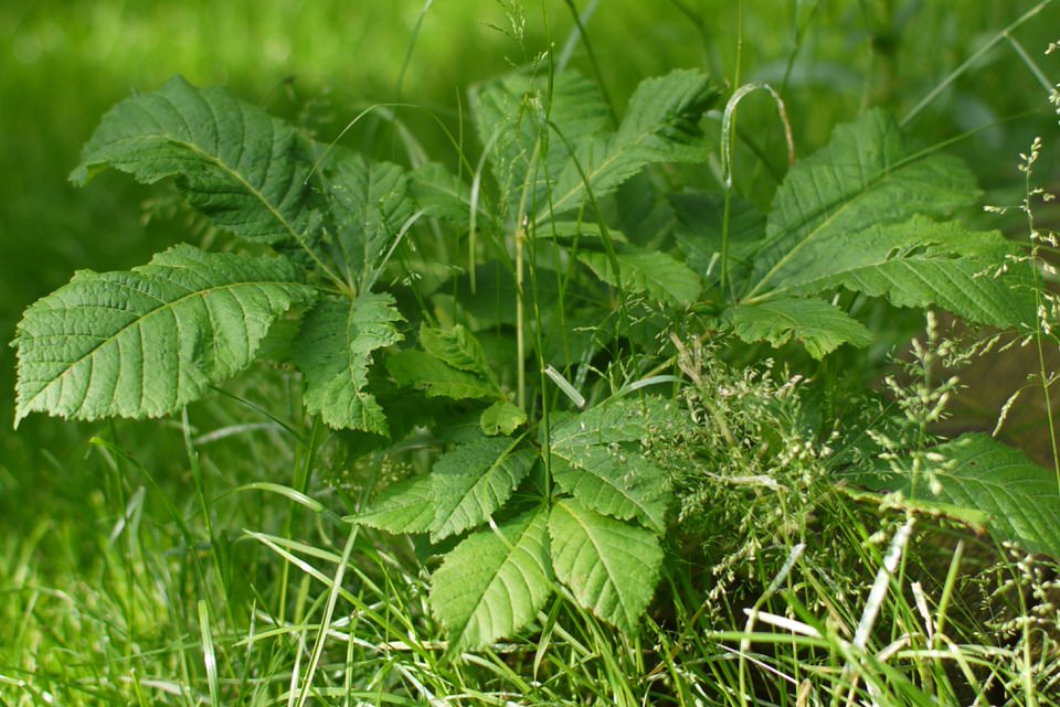 groen, de grote versie