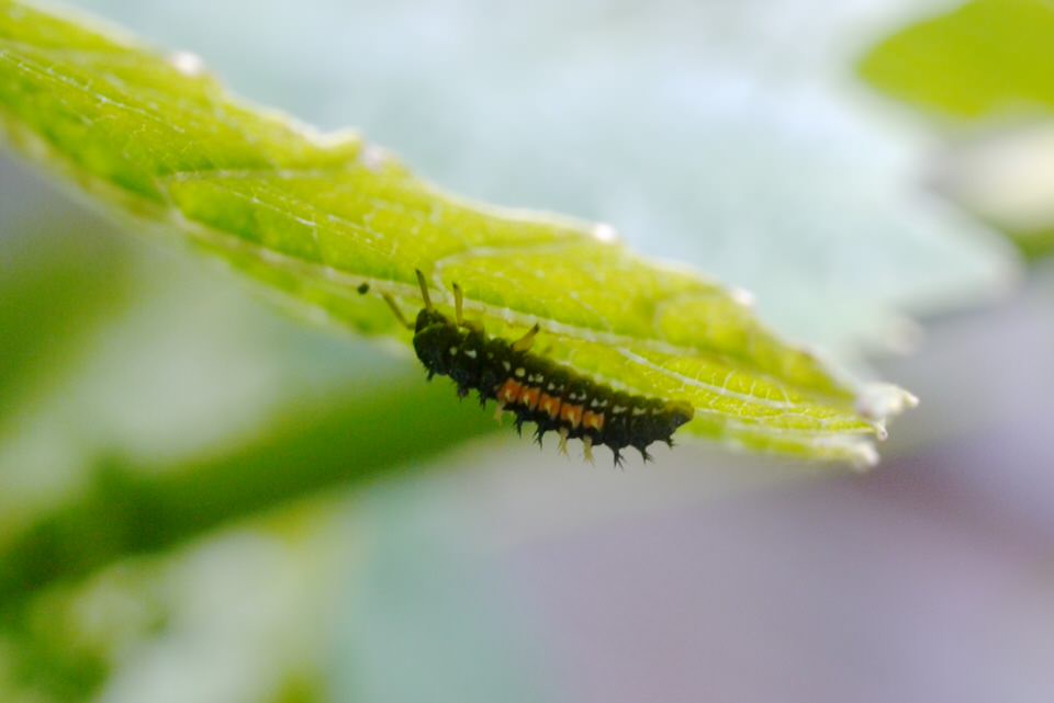 beessie, de grote versie