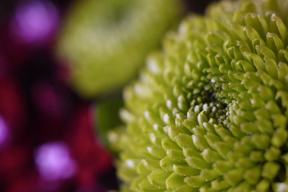 bloem, de grote versie