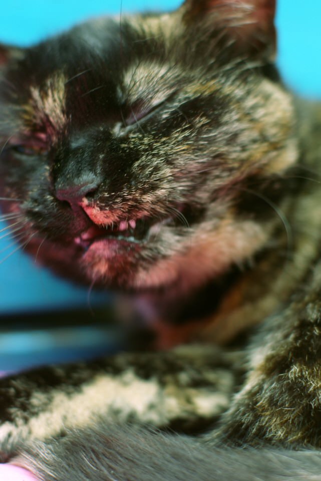 poes, de grote versie
