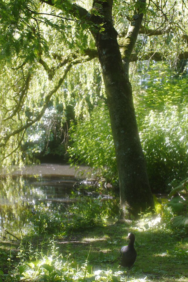 meerkoet, de grote versie