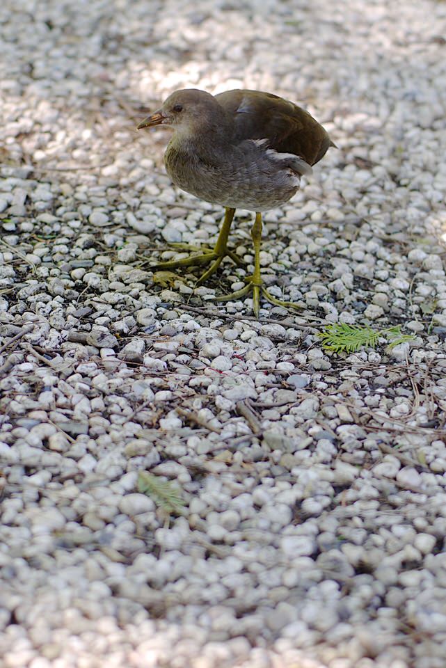 piepvogel, de grote versie