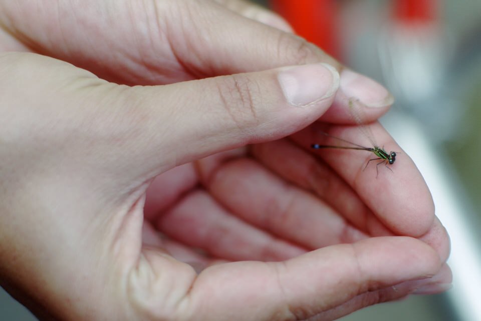 libelle, de grote versie