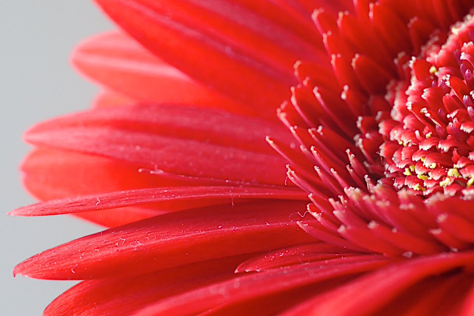 bloem, de grote versie