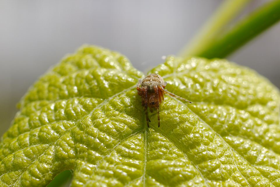 spinnetje, de grote versie