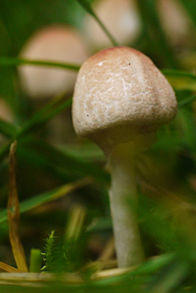 221, de grote versie