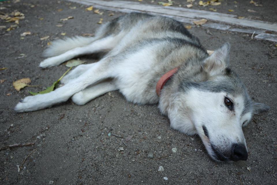 perla, de grote versie