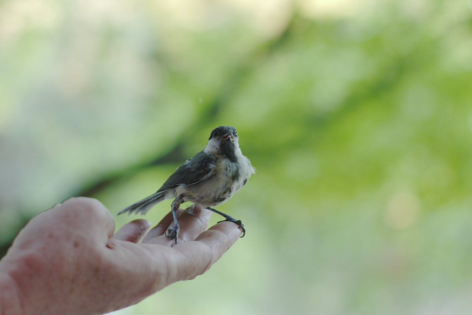 vogel, de grote versie