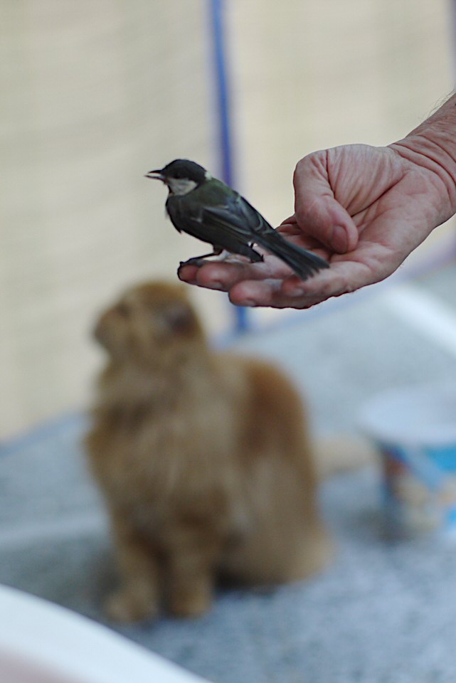vogelenpoes, de grote versie