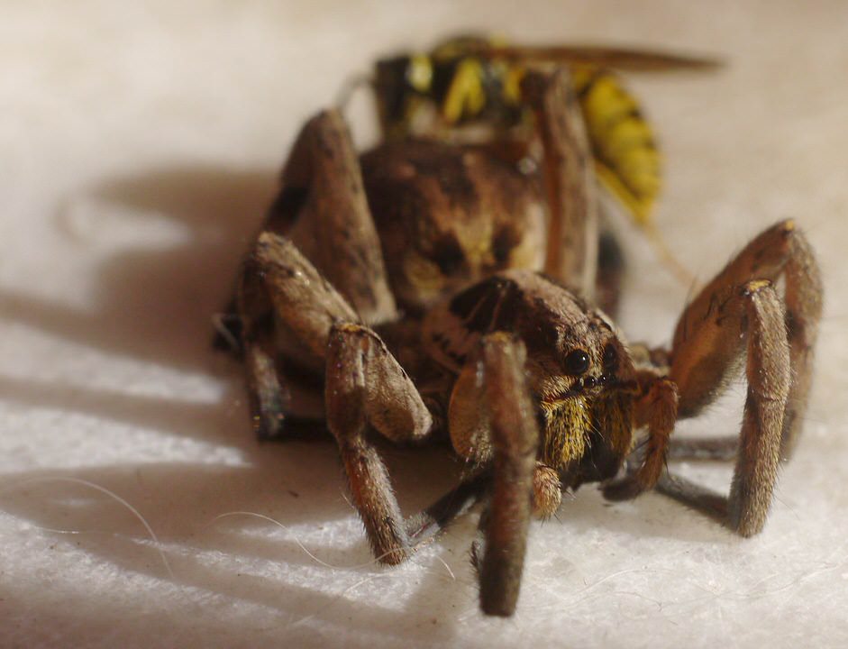 spinenwesp, de grote versie