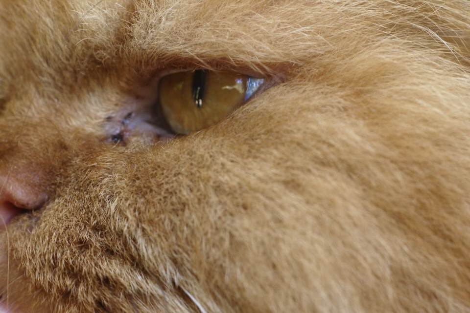 xerxes, de grote versie