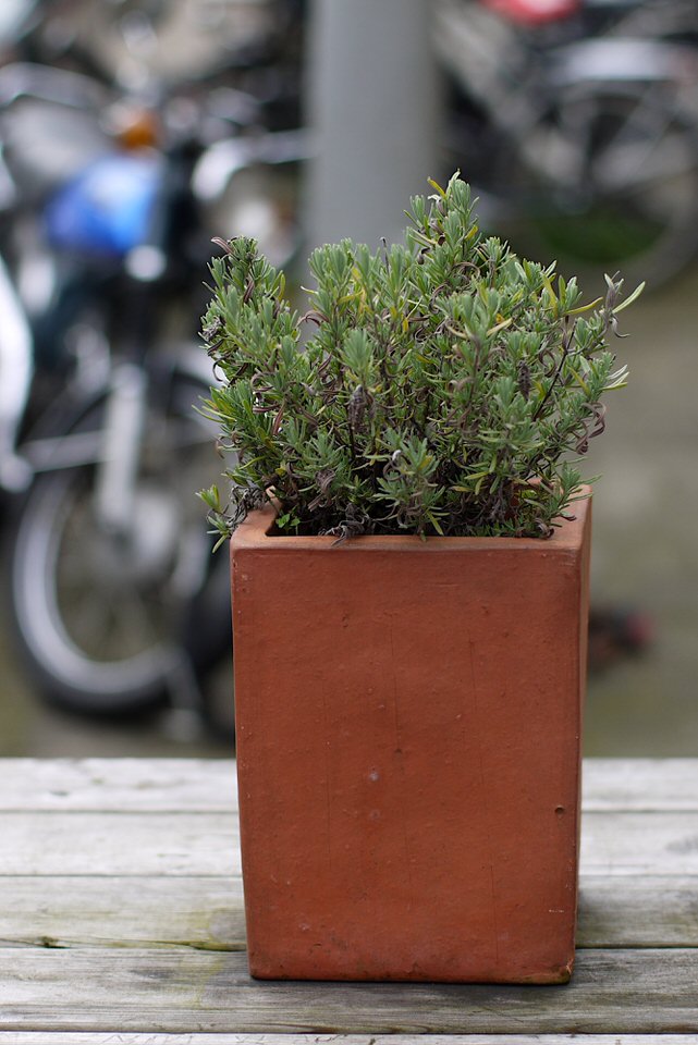 plant, de grote versie