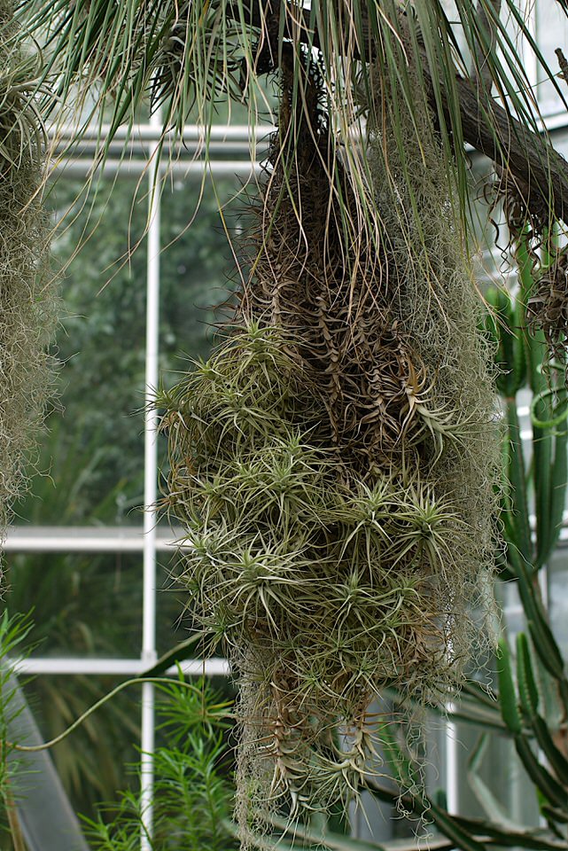 hangplant, de grote versie