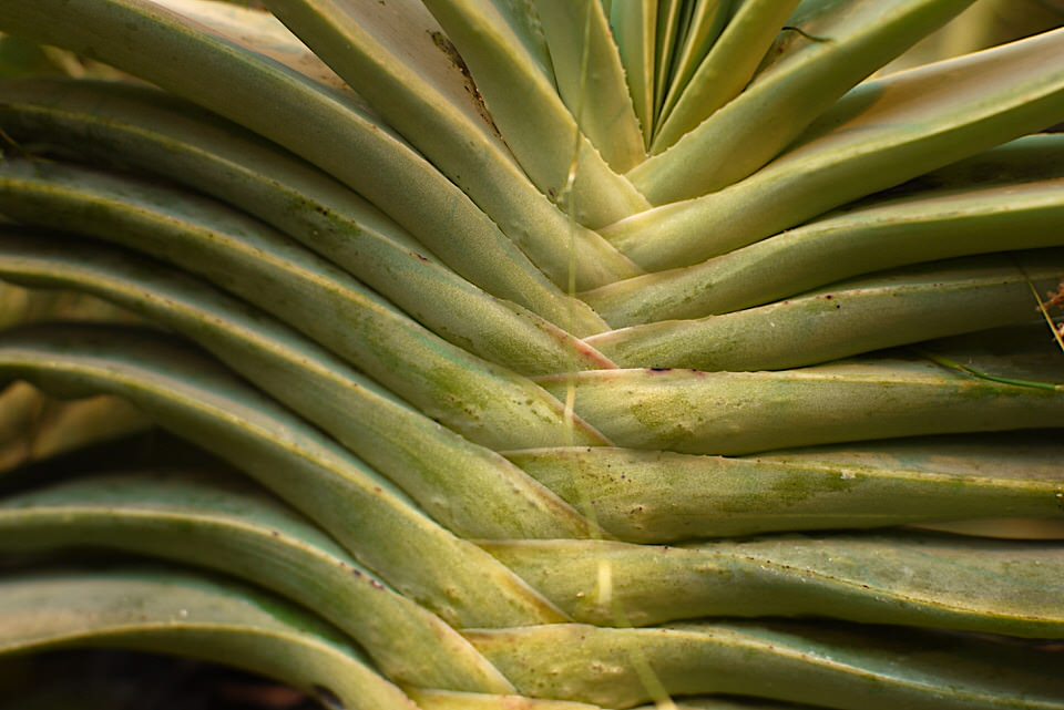 plant, de grote versie